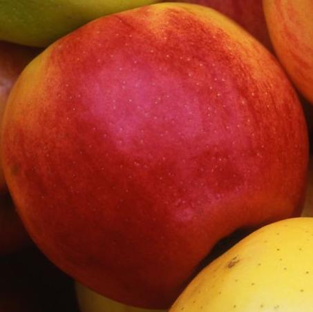 Red Apple