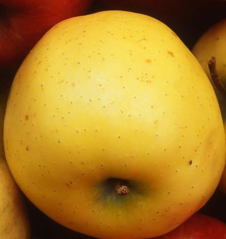 Yellow Apple